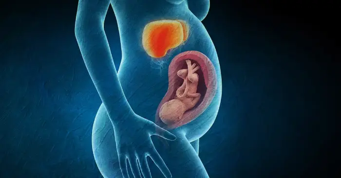 علت و علائم کبد چرب بارداری